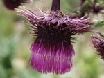 Sacramento Mountain Thistle (Cirsium vinaceum).