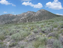 sagebrush