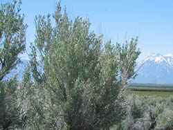 closeup of sagebrush