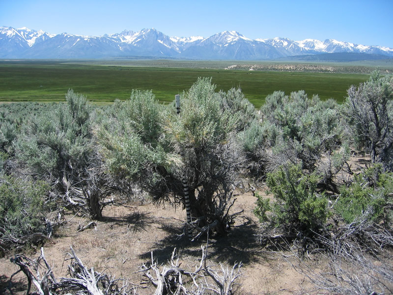 Sagebrush Enchanted Hills