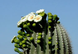 Saguaro flowers.