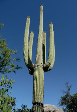 Saguaro.