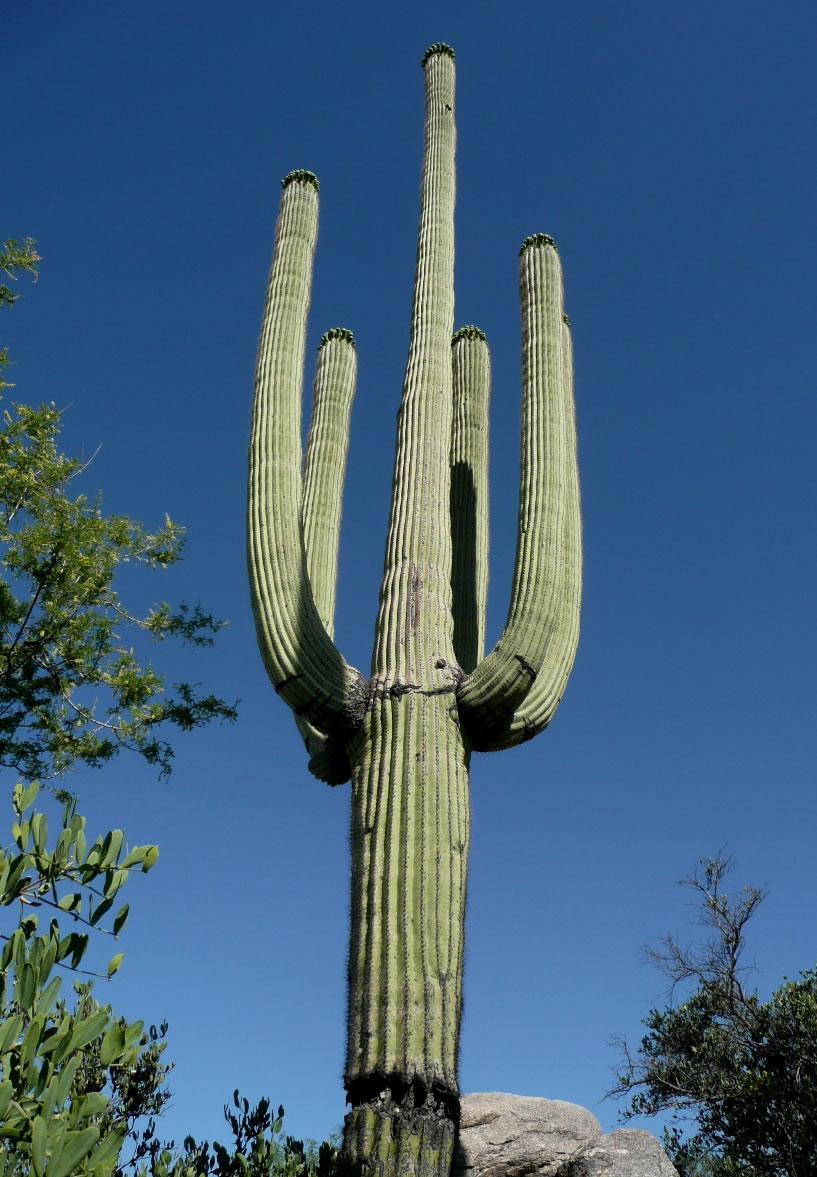 Saguaro or Sahuaro (Carnegiea gigantea) shaped like a man. Typical columnar  cactus from the Sonoran Desert, Mexico. monotípicoc is a species of greater  size among the cacti . KEY WORDS: surreal, alien