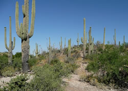 Saguaros near the base of the Santa Catalina Mountains on the Coronado National Forest north of Tucson, Arizona.