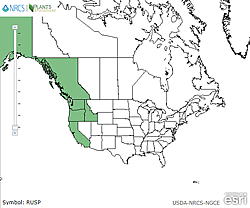 Map of the United States showing states. States are colored green where the species may be found.