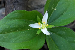 Salmon Mountain wake robin (Trillium ovatum var. oettingeri).