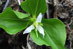 Salmon Mountain wake robin (Trillium ovatum var. oettingeri).