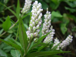 Seneca Snakeroot (Polygala senega).