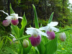 Showy Lady’s Slipper (Cypripedium reginae).