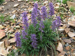 Phacelia sericea.