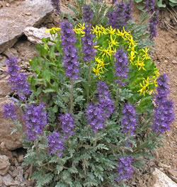 Purple-flowered Phacelia sericea with yellow Senecio fremontii,.