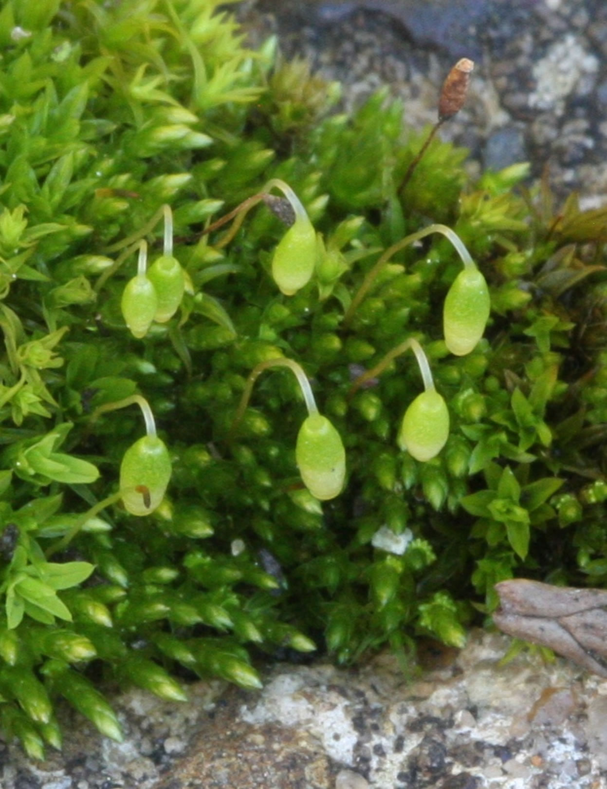 https://www.fs.usda.gov/wildflowers/plant-of-the-week/bryum_argenteum.shtml