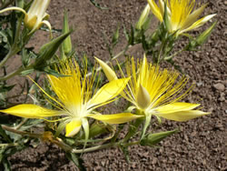 Smoothstem blazingstar (Mentzelia laevicaulis).