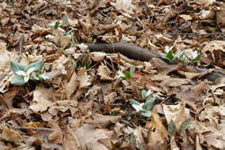 Trillium nivale on the forest floor.