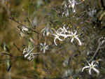 Soap Plant (Chlorogalum pomeridianum)