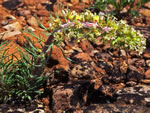 Spiked Ipomopsis (Ipomopsis spicata).
