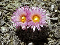 Escobaria vivipara var. rosea