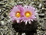 Spinystar, Escobaria vivipara var. rosea.