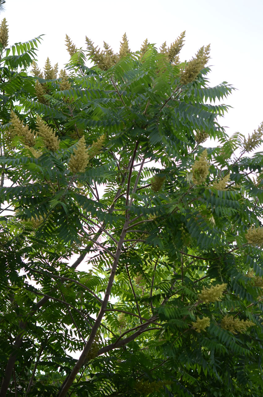 Staghorn Sumac - Rhus typhina