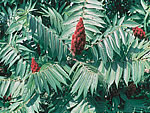 Staghorn Sumac (Rhus typhina).