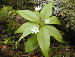 Starflower, Trientalis borealis.