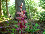 Striped Coralroot (Corallorhiza striata).