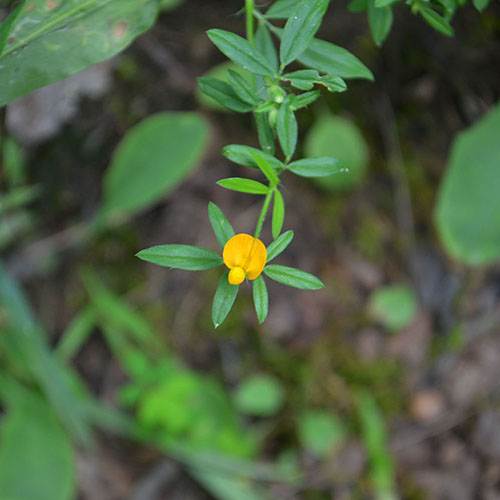 Stylosanthes Biflora growing in an open meadow.