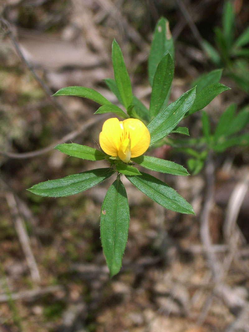 Image of close up of Stylosanthes biflora