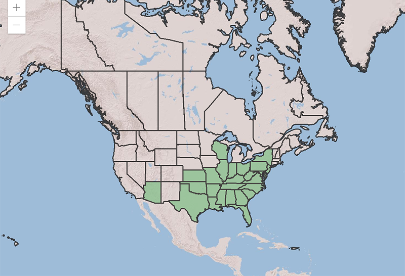 Pencil Flower, Stylosanthes Biflora, range map.