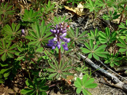 sundial lupine, Lupinus perennis.