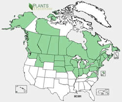 Acorus americanus, sweet flag, range map.