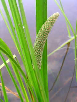 Acorus americanus, sweet flag.