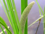 Sweet Flag (Acorus americanus)
