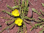 Tansyleaf Suncup