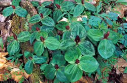 Toadshade (Trillium sessile).