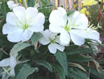 Tufted evening-primrose