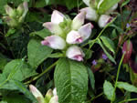 turtlehead, Chelone glabra.