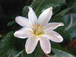 Tweedy's lewisia, Cistanthe tweedyi.