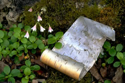 Linnaea borealis.