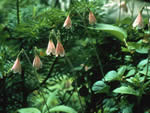 Twinflower (Linnaea borealis)