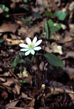 Twinleaf.