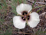 Umpqua mariposa lily, Calochortus umpquaensis