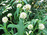 Carolina Crownbeard (Verbesina walteri).