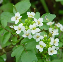 Watercress (Nasturtium officinale).