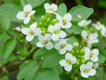 Watercress (Nasturtium officinale)