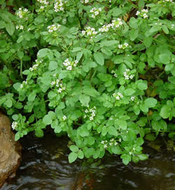 Watercress (Nasturtium officinale).