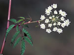 Water Hemlock (Cicuta maculata).