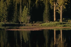 Polygonum amphibium