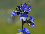 Western Polemonium (Polemonium occidentale).