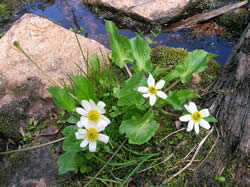 white marsh marigold